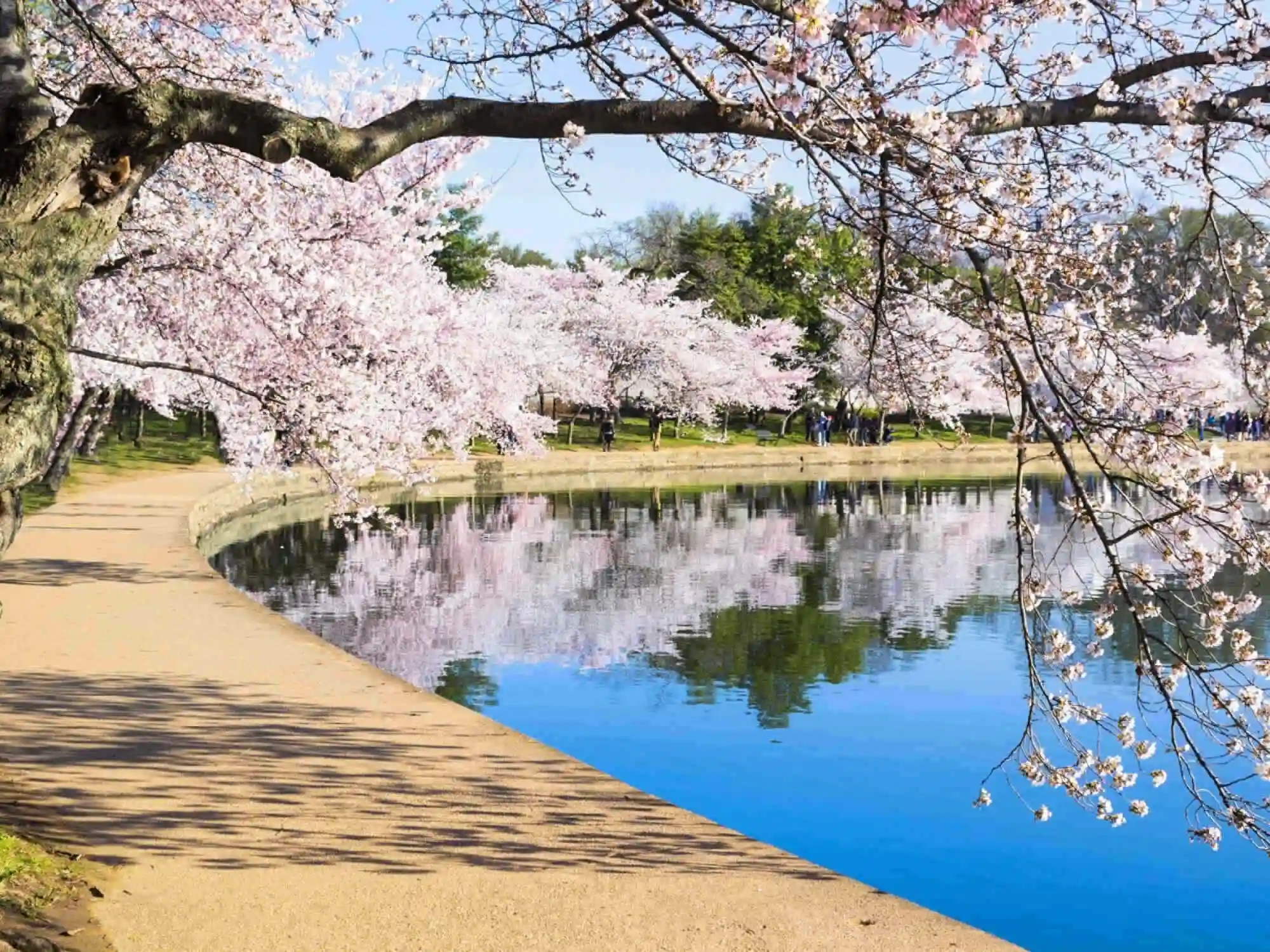 Cherry Blossoms Tidal Basin Loop Washington DC image