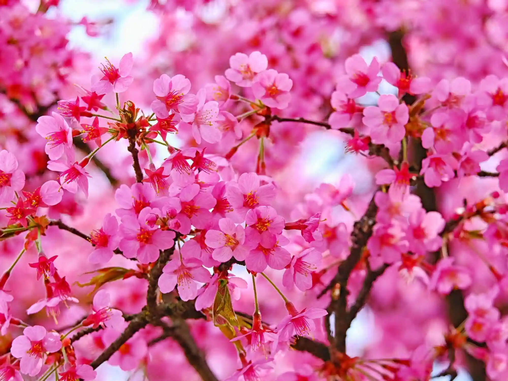 Cherry Blossom Walk of Hains Point Washington DC image