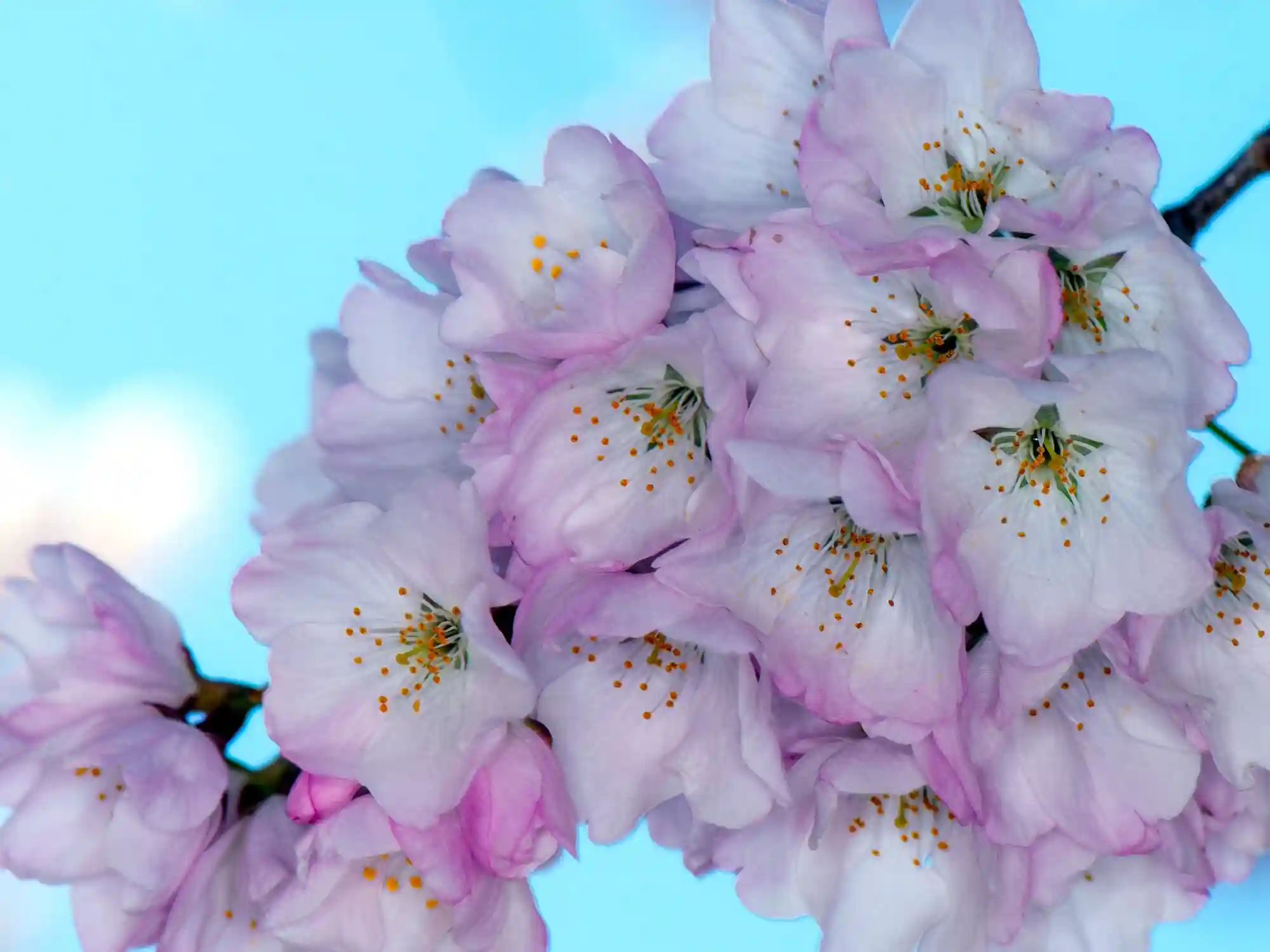 Japanese Translation Cherry Blossom Walk of Hains Point Washington DC image