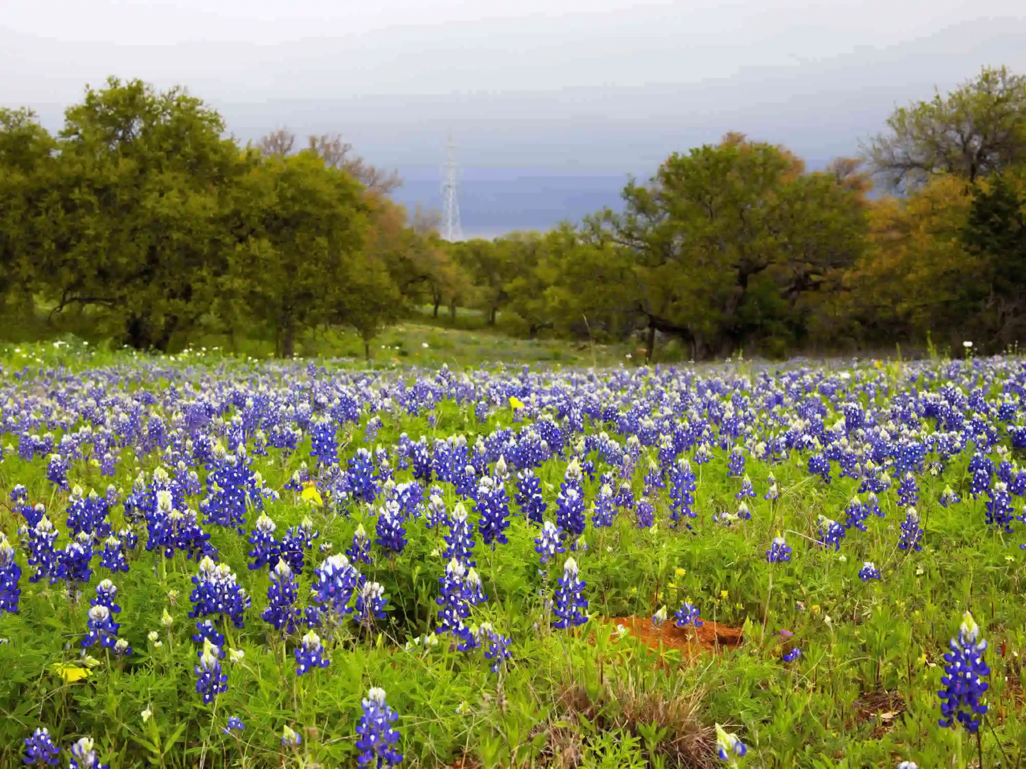 Tour definitivo en auto por Texas Hill Country Rancho LBJ Fredericksburg Enchanted Rock y Willow City Loop Spanish image